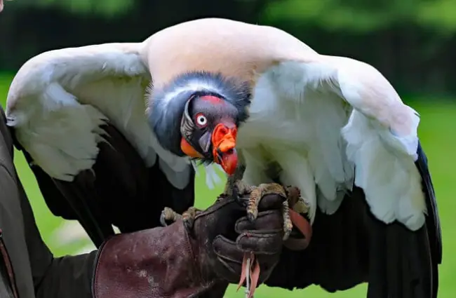 Vulture Description Habitat Image Diet And Interesting Facts 9073