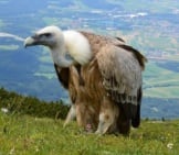 Vulture 4_White Backed