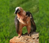 Vulture 5_Bearded_License