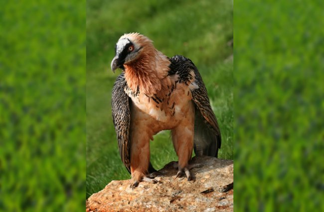 Vulture Description Habitat Image Diet And Interesting Facts 8304