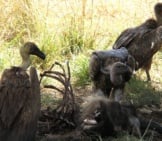 Vulture7 _White Eating Wildebeest