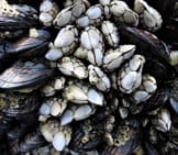 Barnacle 2_Gooseneck Among The Mussels