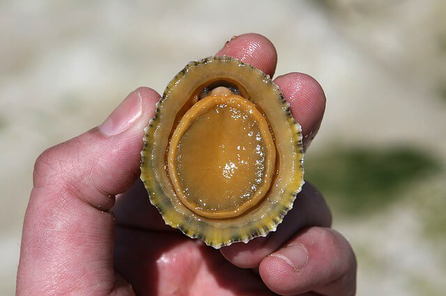 How Do Barnacles Attach To Crabs