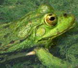 Tree Frog 1_Aquatic
