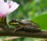 Tree Frog 2_Fern Forest_License Bass