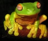 Tree Frog 4_Red Eyed_License Liquidghoul