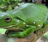 Tree Frog 5_Magnificent Tree Frog_License Liquidghoul