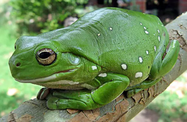 Tree Frog Description Habitat Image Diet And Interesting Facts