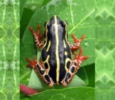 Tree Frog 6_Congo_License Hobgood