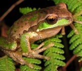 Tree Frog 8_New England_License Liquidghoul