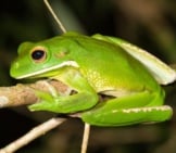 Tree Frog 9_White-Lipped_License Harrison