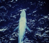 Blue Whale 1_Public Domain