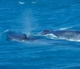Blue Whale 3_Andreas Tille