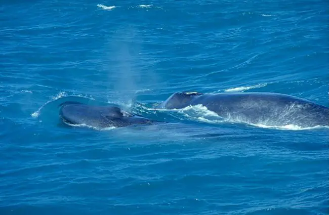 Blue Whale description