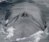 Blue Whale 4_Blow Hole_Noaa