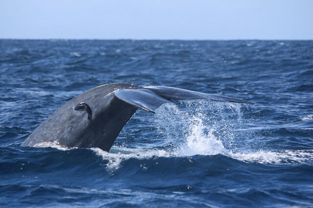 Blue Whale - Description, Habitat, Image, Diet, and Interesting Facts