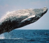 Humpback Whale 1_Breaching_Pd