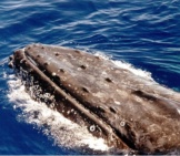 Humpback Whale 3__Nahaufnahme