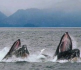 Humpback Whale 4_Pd