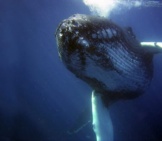 Humpback Whale 5_Pd