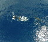 Sperm Whale 3