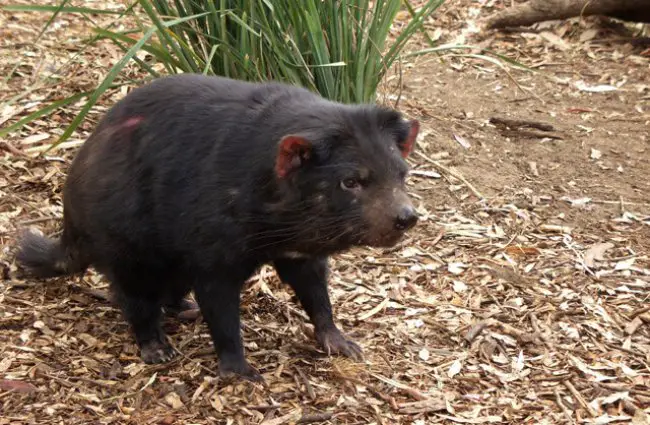 Tasmanian devil in zoo enclosure