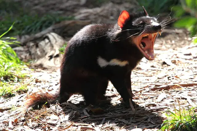Tasmanian Devil - Description, Habitat, Image, Diet, and Interesting Facts