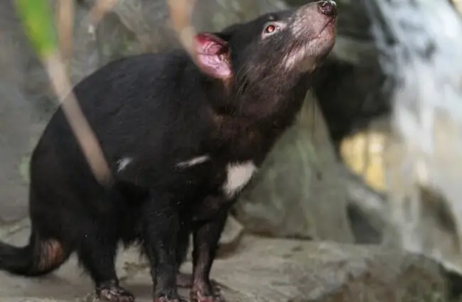 Curious Tasmanian devil