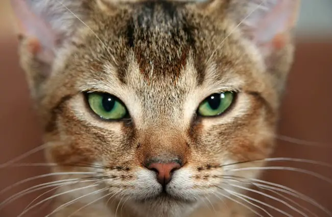 The 20 Most Popular Pedigreed Cat Breeds in America