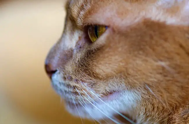 The 20 Most Popular Pedigreed Cat Breeds in America