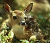 Baby Deer 1