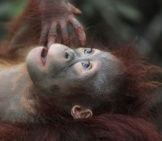 Baby Orangutan's Beautiful Blue Eyes