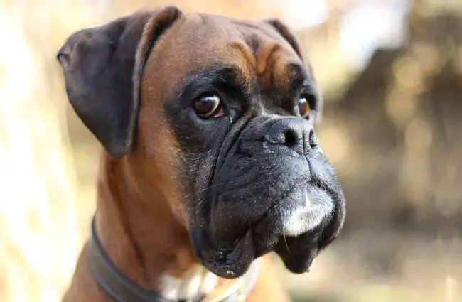 Boxer - Description, Energy Level, Health, Image, and Interesting Facts