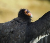 California Condor 7