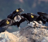 California Condor 8