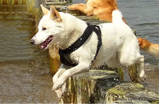 are canaan dogs good with other dogs