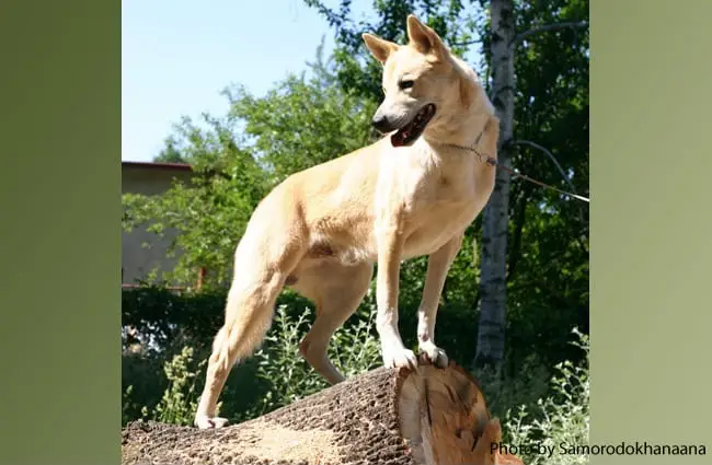 are canaan dogs good with other dogs