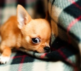 Chihuahua 2_Puppy