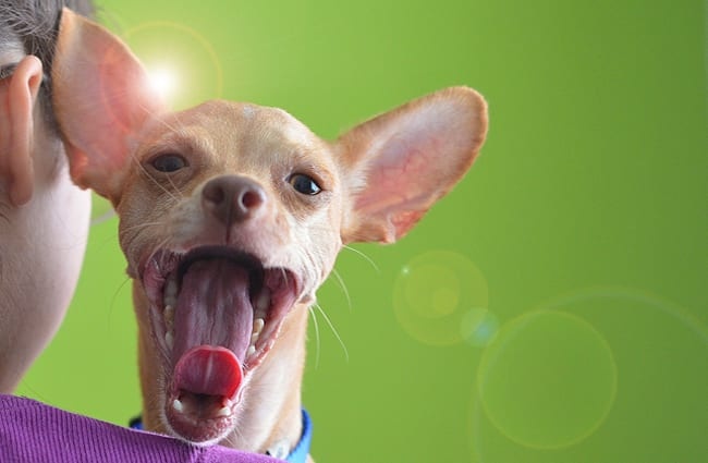 Chihuahua yawn