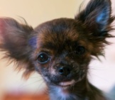 Chihuahua 7_Puppy