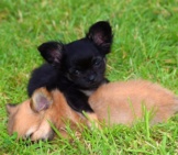 Chihuahua 8_Puppies Napping