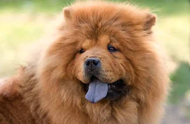 giant chow chow dog