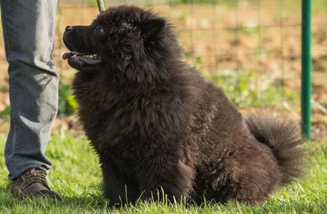 63+ Chow Chow Without Fur