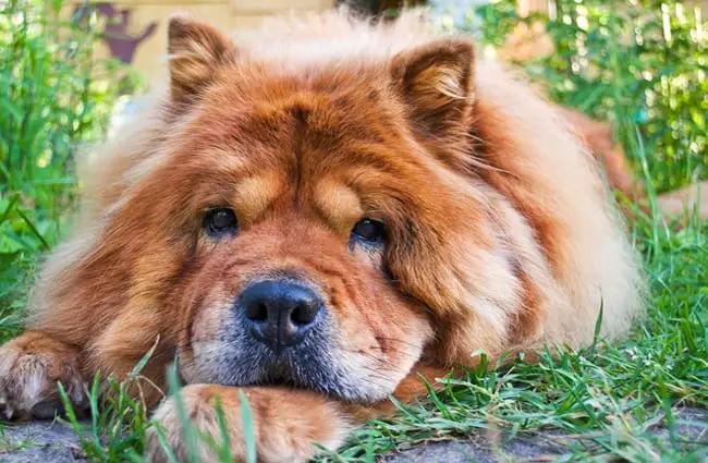 how smart is a chow chow