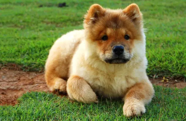 chow chow dog grooming