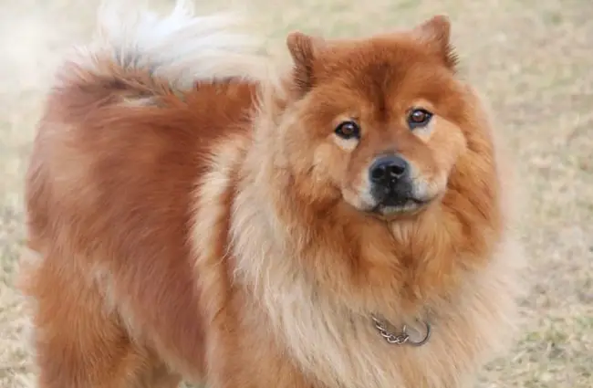 red chow chow dog