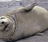 Elephant Seal 5