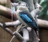 Blue-Winged Kookaburra