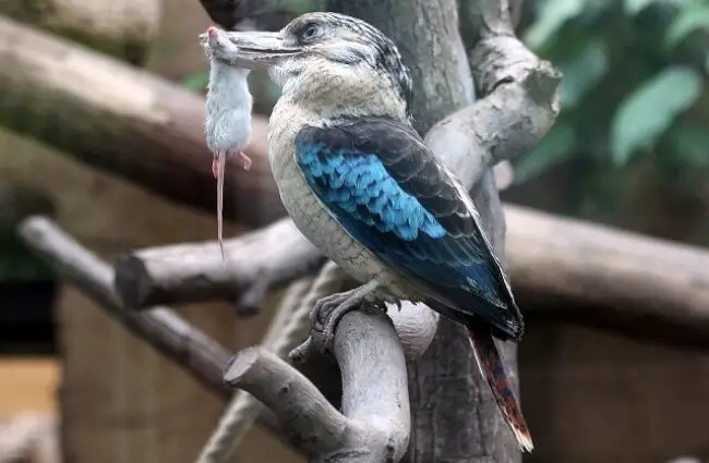 Blue-winged Kookaburra