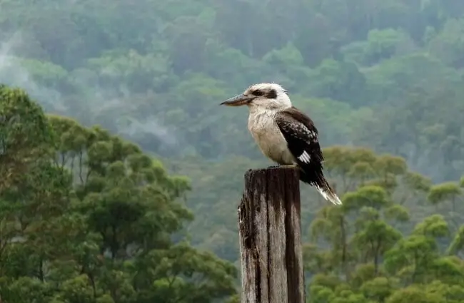 Resultado de imagem para kookaburras